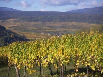 paysage_vignoble (office_de_tourisme) (3) paysage_vignoble (office_de_tourisme) (3)